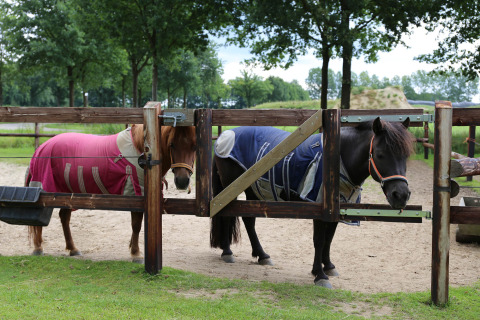 Pony_s - Vodatent - Camping de Meibeek - Ruurlo, Gelderland, Pays-Bas11