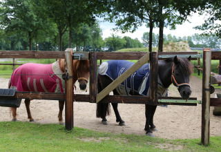 Pony_s - Vodatent - Camping de Meibeek - Ruurlo, Gelderland, Holland11