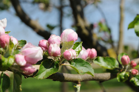 Blumen - Vodatent - Camping de Meibeek - Ruurlo, Gelderland, Niederlande