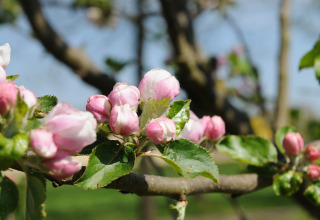 Fiori - Vodatent - Camping de Meibeek - Ruurlo, Gheldria, Paesi Bassi