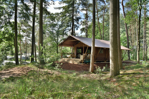 Una Veluwe Lodge en el bosque, con techo tipo tienda y una terraza rodeada por altos árboles verdes.