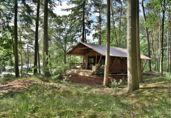 Una Veluwe Lodge en el bosque, con techo tipo tienda y una terraza rodeada por altos árboles verdes.
