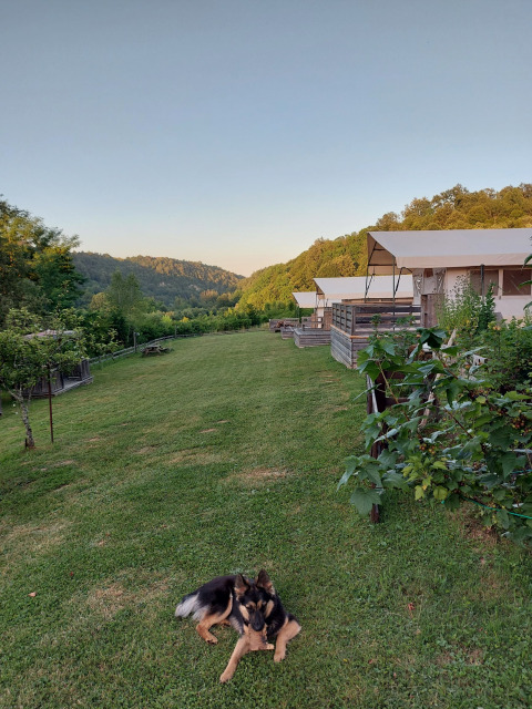 Hund auf Rasen neben der Unterkunft - Camping Sretanwolf - Bosiljevo, Karlovac, Kroatien