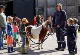 Looking at the ponies_s - Vodatent - Camping de Hinde - Dronten, Flevoland, Netherlands5