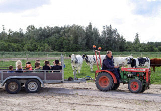Langs køerne med landmanden - Vodatent - Camping de Hinde - Dronten, Flevoland, Holland8