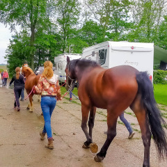 Horses at camping - Vodatent - Camping de Hinde - Dronten, Flevoland, Netherlands26