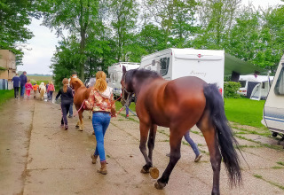 Horses at camping - Vodatent - Camping de Hinde - Dronten, Flevoland, Netherlands26