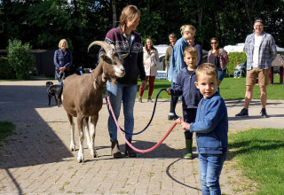 Animals at the campsite - Vodatent - Camping de Hinde - Dronten, Flevoland, Netherlands2