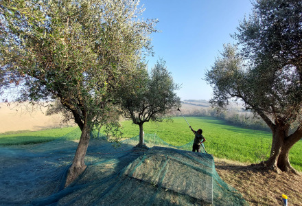 Oliviers - Tenuta Tredici Ulivi - Vodatent - Senigallia, Le Marche, Italie