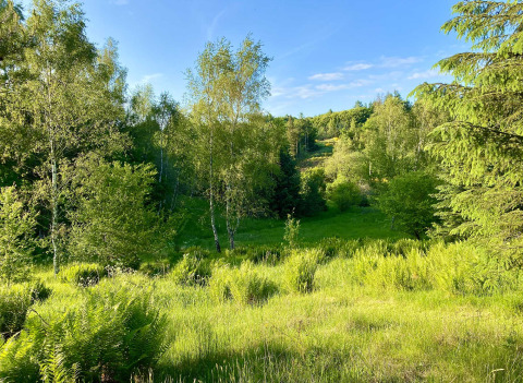 Entorno verde - Tolne Camping - Vodatent - Sindal, Jutlandia Septentrional, Dinamarca
