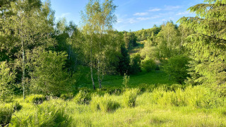 Green surroundings - Tolne Camping - Vodatent - Sindal, North Jutland, Denmark