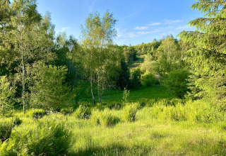Zonnig uitzicht op groene bomen en grasrijk landschap bij Tolne Camping in Noord-Jutland, Denemarken.