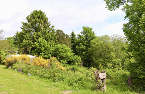 Groene natuur bij Tolne Camping in Noord-Jutland, Denemarken, met bomen, gras en een houten bord.