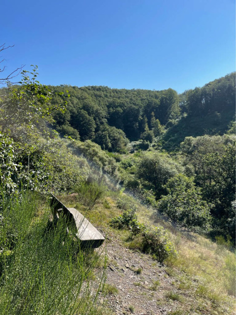 Groene omgeving - Camping Drei Spatzen - Vodatent - Utscheid, Rijnland-Palts, Denemarken