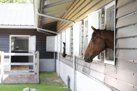 Horses at the campsite - Camping Samoza - Vierhouten, Gelderland, Netherlands