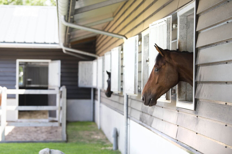 Pferde auf dem Campingplatz - Camping Samoza - Vierhouten, Gelderland, Niederlande