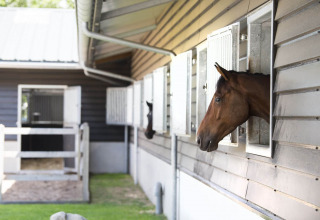 Horses at the campsite - Camping Samoza - Vierhouten, Gelderland, Netherlands
