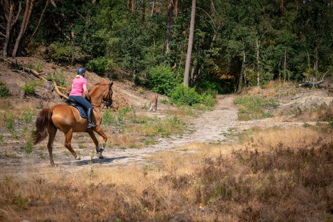 Horseback riding in nature - Camping Samoza - Vierhouten, Gelderland, Netherlands