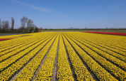 Tulip Field - Camping de Tulpenweide - Vodatent - Breezand, North Holland, Netherlands