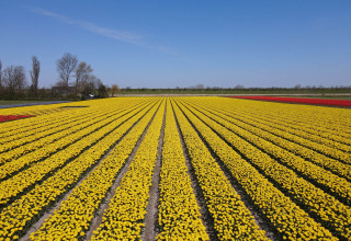 Tulpenveld - Camping de Tulpenweide - Vodatent - Breezand, Noord-Holland, Niederlande