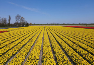 Tulip Field - Camping de Tulpenweide - Vodatent - Breezand, North Holland, Netherlands