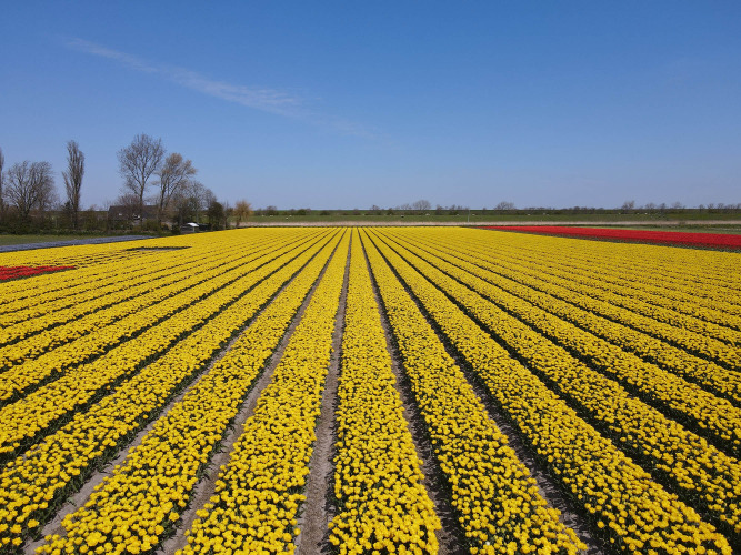 Tulpenveld - Camping de Tulpenweide - Vodatent - Breezand, Noord-Holland, Pays-Bas