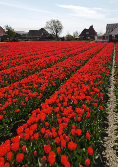 Tulpen auf dem Campingplatz - Camping de Tulpenweide - Vodatent - Breezand, Noord-Holland, Niederlande
