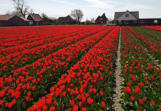 Tulpen auf dem Campingplatz - Camping de Tulpenweide - Vodatent - Breezand, Noord-Holland, Niederlande
