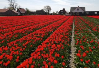 Tulips at the campsite - Camping de Tulpenweide - Vodatent - Breezand, North Holland, Netherlands