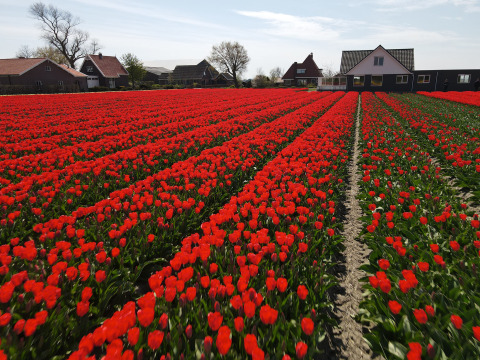 Tulpen auf dem Campingplatz - Camping de Tulpenweide - Vodatent - Breezand, Noord-Holland, Niederlande