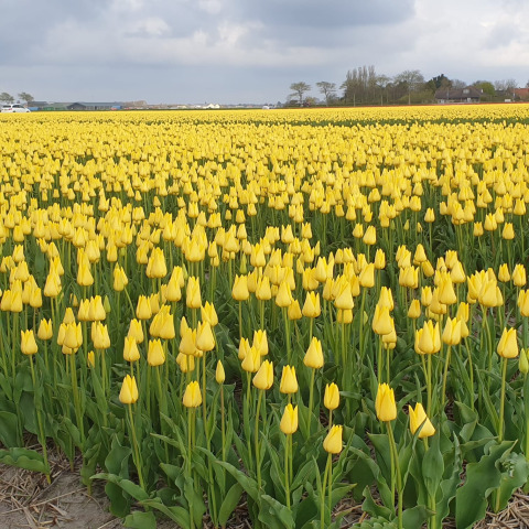 Een uitgestrekt veld met bloeiende gele tulpen onder een bewolkte hemel in Camping de Tulpenweide, Nederland.