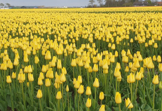 Een uitgestrekt veld met bloeiende gele tulpen onder een bewolkte hemel in Camping de Tulpenweide, Nederland.