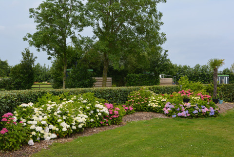 Feld mit Blumen - Camping de Tulpenweide - Vodatent - Breezand, Noord-Holland, Niederlande