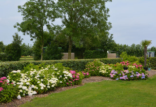 Feld mit Blumen - Camping de Tulpenweide - Vodatent - Breezand, Noord-Holland, Niederlande