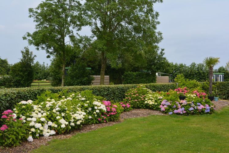 Champ de fleurs - Camping de Tulpenweide - Vodatent - Breezand, Noord-Holland, Pays-Bas