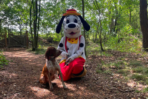 Dog with entertainment dog - Country Resort De Papillon - Denekamp, Overijssel, Netherlands