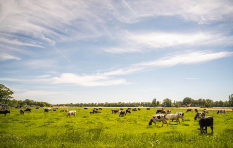 Koeien grazen op een groene weide met blauwe lucht bij Papillon Country Resort, Overijssel, Nederland.