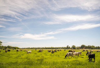 Koeien grazen op een groene weide met blauwe lucht bij Papillon Country Resort, Overijssel, Nederland.