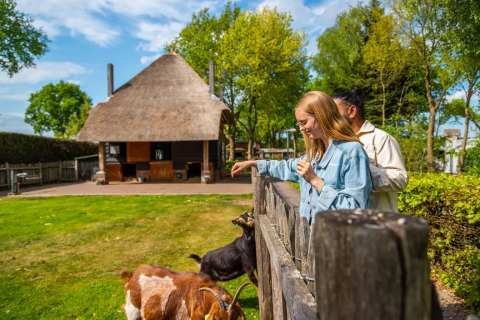 Cabras en el pasto de los animales - EuroParcs De Wije Werelt - Otterlo, Güeldres, Países Bajos