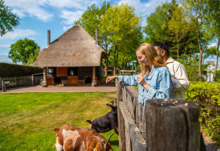 Goats at the animal pasture - EuroParcs De Wije Werelt - Otterlo, Gelderland, Netherlands