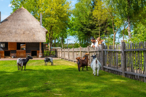 Gezin kijkt over houten omheining naar geitjes in een groene wei bij een glamping vakantiepark.