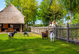 Prato degli animali - EuroParcs De Wije Werelt - Otterlo, Gheldria, Paesi Bassi