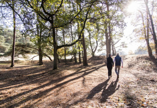 Twee mensen wandelen hand in hand door een zonnig bos in een vakantiepark met glamping accommodaties.