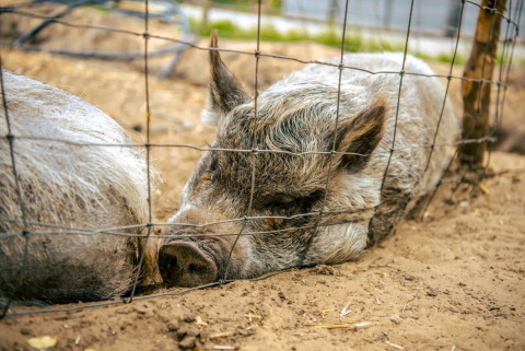 Animales en el parque - EuroParcs Ruinen - Ruinen, Drenthe, Países Bajos
