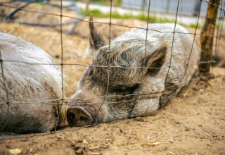 Animals on the park - EuroParcs Ruinen - Ruinen, Drenthe, Netherlands