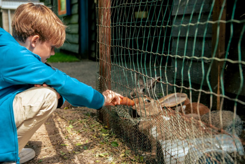 Alimentar conejos - EuroParcs Ruinen - Ruinen, Drenthe, Países Bajos