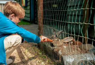 Feeding rabbits - EuroParcs Ruinen - Ruinen, Drenthe, Netherlands