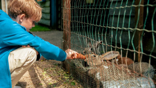 Kaninchen füttern - EuroParcs Ruinen - Ruinen, Drenthe, Niederlande