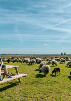 Zwischen den Schafen - EuroParcs Ruinen - Ruinen, Drenthe, Niederlande