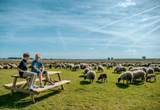 Twee kinderen zitten op een picknicktafel in een groene weide met schapen in een vakantiepark bij mooi weer.